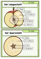 Vorschau - Fördermaterial/Inklusion - Der Apfel: Wissenskartei (Jahrgangsstufe 1/2) - Seite 2