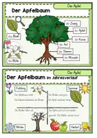 Vorschau - Fördermaterial/Inklusion - Der Apfel: Wissenskartei (Jahrgangsstufe 1/2) - Seite 3