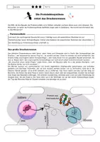 Vorschau - Arbeitsblätter - Proteinbiosynthese und den genetischen Code entschlüsseln - Seite 1