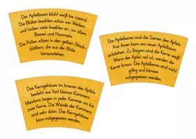 Vorschau - Spiele - 🍎 Legekreis Apfel 🍎 - Seite 2