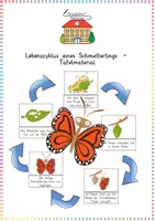 Vorschau - Präsentationen/Tafelbilder - Schmetterling: Lebenszyklus Tafelmaterial (Bildkarten) - Sachunterricht - Kl. 3/4 - Deckblatt