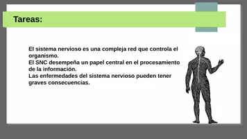 Vista previa - Presentaciones - El sistema nervioso Estructura Y función - página 2