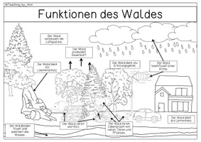 Vorschau - Merkblätter - Übersichtsblatt - Funktionen des Waldes - Seite 2