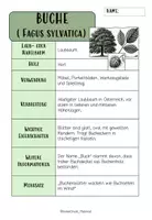 Vorschau - Merkblätter - BAUMARTEN: MERKBLÄTTER, FOLIEN & QUIZ - Seite 3