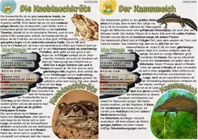 Vorschau - Stundenentwürfe - Amphibien und ihre Merkmale - Seite 3