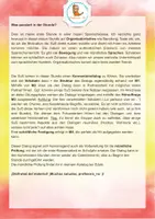 Vorschau - Arbeitsblätter - Deine erste Stunde Spanisch :) - Seite 2