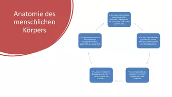 Vorschau - Präsentationen/Tafelbilder - Anatomie & Physiologie - Körperfunktionen verstehen - Unterrichtseinstieg - Seite 2