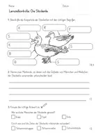 Vorschau - Test - Lernzielkontrolle / Test: Die Stockente (3./4. Klasse) - Seite 2