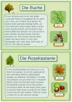Vorschau - Stationenlernen - Laub- und Nadelbäume - Materialpaket (Wissenskartei & Steckbriefe mit Lösungen) - Seite 2