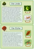 Vorschau - Stationenlernen - Laub- und Nadelbäume - Materialpaket (Wissenskartei & Steckbriefe mit Lösungen) - Seite 3