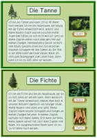 Vorschau - Arbeitsblätter - Nadelbäume - Wissenskartei & Steckbrief-Vorlagen (2./3. Klasse) - Seite 1
