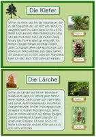 Vorschau - Arbeitsblätter - Nadelbäume - Wissenskartei & Steckbrief-Vorlagen (2./3. Klasse) - Seite 2