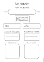 Vorschau - Arbeitsblätter - Nadelbäume - Wissenskartei & Steckbrief-Vorlagen (2./3. Klasse) - Seite 3
