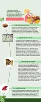 anteprima - Materiale di supporto/inclusione - alterazioni alimenti- La caramellizzazione - Pagina 1