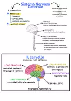 anteprima - Materiale di supporto/inclusione - Sistema nervoso - Pagina 2