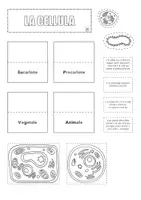 anteprima - Materiale di supporto/inclusione - Dalla cellula ai tessuti - Pagina 2