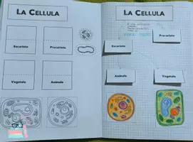 anteprima - Materiale di supporto/inclusione - Dalla cellula ai tessuti - Pagina di copertina