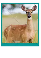 Vorschau - Unterrichtsreihen - Tiere im Winter. Puzzle: Deduktive Einführung des Themas - Seite 3