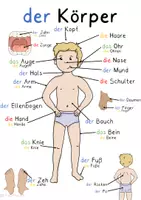 Vorschau - Arbeitsblätter - DaZ Merkposter DinA2 Schule, Tiere, Wetter, Körper, Kleidung, Farben - Seite 3