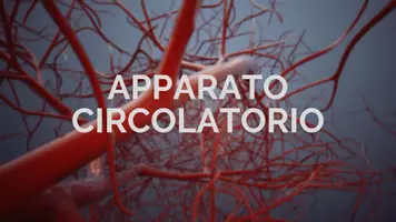 anteprima - Presentazioni / Lavagne - PRESENTAZIONE APPARATO CIRCOLATORIO - Pagina 1