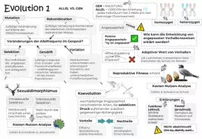 Vorschau - Unterrichtsreihen - EVOLUTION 1: Kluges Merkblatt & Advance Organizer - Seite 1