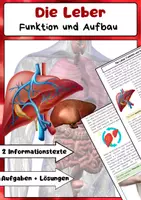 Vorschau - Arbeitsblätter - Die Leber: Funktionen, Entgiftung und Stoffwechselprozesse im Biologieunterricht - Deckblatt