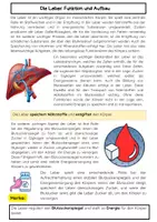 Vorschau - Arbeitsblätter - Die Leber: Funktionen, Entgiftung und Stoffwechselprozesse im Biologieunterricht - Seite 1