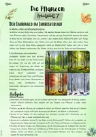 Vorschau - Unterrichtsreihen - Pflanzen | Botanik: Der Laubwald im Jahresverlauf (5. & 6. Klasse, Nawi und Biologie) - Seite 2