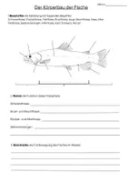 Vorschau - Arbeitsblätter - Körperbau & Körperbedeckung Fische - Texte & Arbeitsblätter - Seite 1