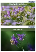 Vorschau - Mal- und Bastelvorlagen - Materialpaket - Waldpflanzen - Seite 1