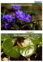 Vorschau - Mal- und Bastelvorlagen - Materialpaket - Waldpflanzen - Seite 3