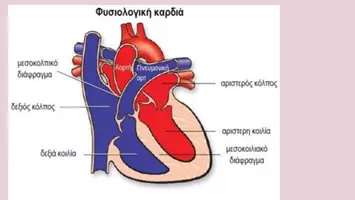 Προεπισκόπηση - Διδακτικά / Σχολικά βιβλία - κυκλοφορικό σύστημα ανατομια φυσιολογια - Σελίδα 2