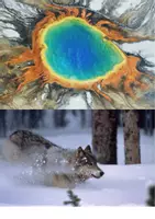 Vorschau - Arbeitsblätter - Mystery: Ökologie (Nahrungsketten/-netze) - "Der Wolf geht um..." - Seite 2