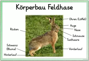 Vorschau - Poster - Miniposter/Tafelmaterial - Hase und Kaninchen - Seite 2