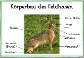 Vorschau - Poster - Miniposter/Tafelmaterial - Hase und Kaninchen - Seite 3