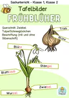 Vorschau - Unterrichtsreihen - Frühblüher, Speicherorgane: Tafelbilder im Sachunterricht - Seite 1