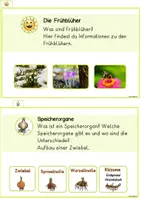 Vorschau - Unterrichtsreihen - Frühblüher Lesekarten, Steckbriefe, Wissenskarten und Arbeitsheft (Lerntheke) - Seite 2