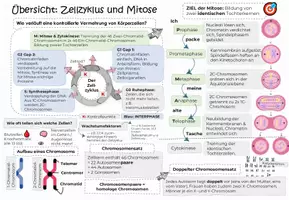 Vorschau - Unterrichtsreihen - ZELLZYKLUS & MITOSE: Kluges Merkblatt & Advance Organizer - Seite 2