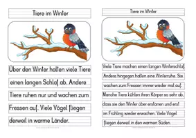 Vorschau - Stundenentwürfe - Tiere im Winter - Differenzierte Tafel-, Abschreib- und Ansagetexte - Seite 3