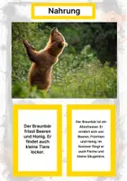 Vorschau - Stationenlernen - Der Braunbär – Steckbrief inklusive – Tiere Europas – Montessori Lernkarten (Kontinente entdecken) - Seite 1