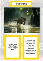 Vorschau - Stationenlernen - Der Jaguar – Steckbrief inklusive – Tiere Südamerikas – Montessori Lernkarten (Kontinente entdecken) - Seite 1