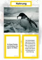 Vorschau - Stationenlernen - Der Kaiserpinguin – Steckbrief inklusive – Tiere der Antarktis – Montessori Lernkarten (Kontinente entdecken) - Seite 1