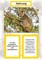 Vorschau - Arbeitsblätter - Der Koala – Steckbrief inklusive – Tiere Australiens – Montessori Lernkarten (Kontinente entdecken) - Seite 1