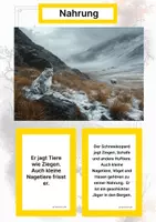 Vorschau - Arbeitsblätter - Der Schneeleopard – Steckbrief inklusive – Tiere Asiens – Montessori Lernkarten (Kontinente entdecken) - Seite 1