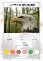 Vorschau - Stationenlernen - Der Weißkopfseeadler – Steckbrief inklusive – Tiere Nordamerikas – Montessori Lernkarten (Kontinente entdecken) - Deckblatt