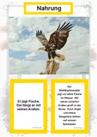 Vorschau - Stationenlernen - Der Weißkopfseeadler – Steckbrief inklusive – Tiere Nordamerikas – Montessori Lernkarten (Kontinente entdecken) - Seite 1