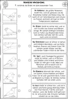 Vorschau - Arbeitsblätter - Heimische Wintervögel Arbeitsblätter und Quiz + Interactive - Seite 2