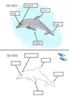 Vorschau - Stationenlernen - Lerntheke: Der Delfin (Meerestiere) #summer - Seite 2