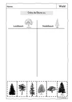 Vorschau - Arbeitsblätter - Laub- und Nadelbaum, Wald, Bäume - Seite 1