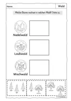 Vorschau - Arbeitsblätter - Laub- und Nadelbaum, Wald, Bäume - Seite 2